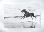 Black dog running 2
