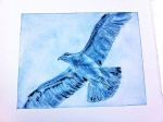 Young gull drypoint print.