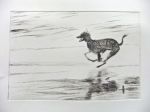 Black dog running 6.1, artist's proof.