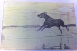 Running dog (ghost viscosity print).