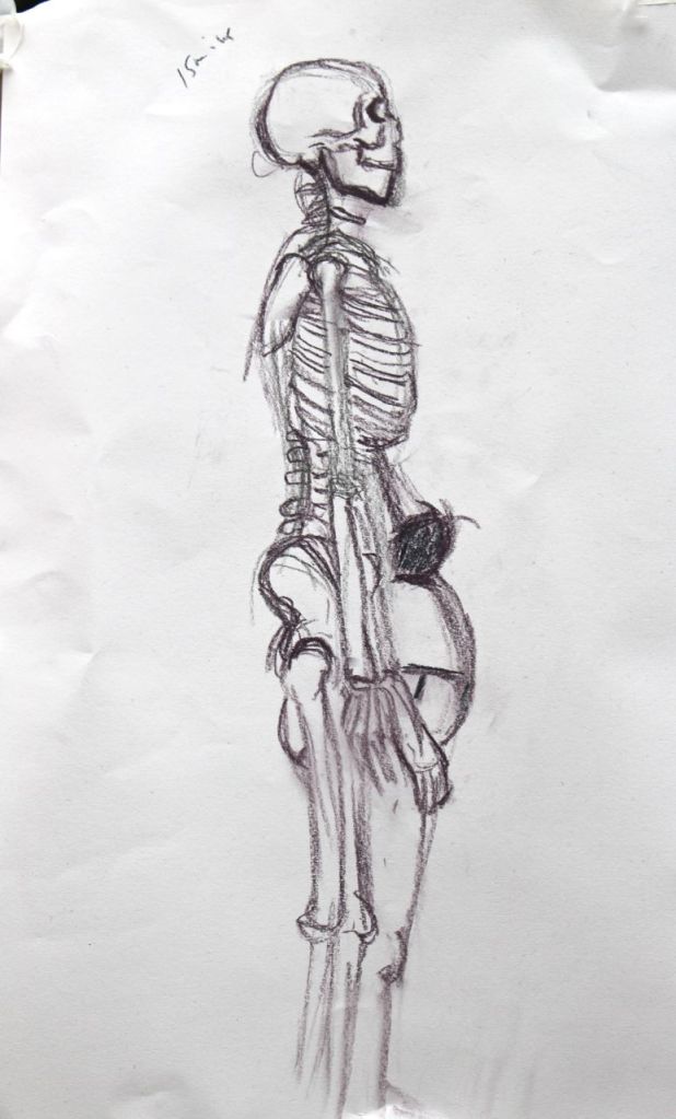 15-minute drawing of skeleton with live model behind.