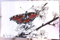 Butterfly on blackthorn blossom.
