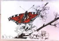 Butterfly on blackthorn blossom.