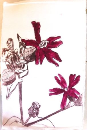 Ragged robin drypoint print with deep pink ink added with brush.
